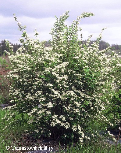 Spiraea Chamaedryfolia-Ryhm 'Martti'